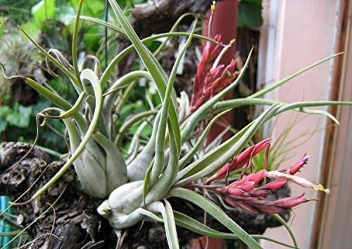 5 Pack Caput Medusae Air Plants - Low Maintenance Tilandsia - Exotic  Variety | eBay