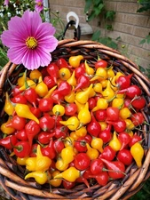 Biquinho Peppers Red & Yellow Organic 10 Count *Free Shipping*