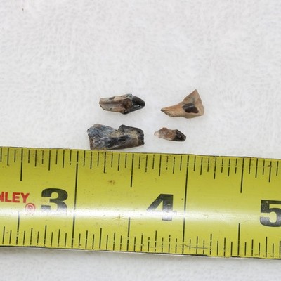 Four (4) DINOSAUR AGE Mammal Teeth - Authentic Fossil from Hell Creek Formation
