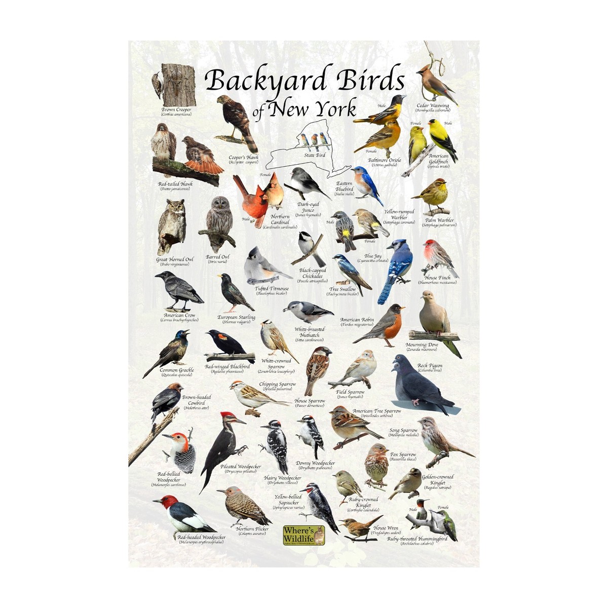 What is the Best Bird Field Guide: Top Picks for Birdwatchers 2025