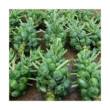Catskill Brussel Sprout Seeds for Planting – Heirloom Non-GMO Brussel Spro