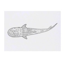 'Whale Shark' Temporary Tattoos / Transfers TO00071807 