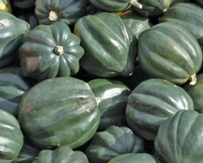 ACORN SQUASH SEEDS 20+ TABLE KING BUSH WINTER SQUASH Vegetable GARDEN culinary