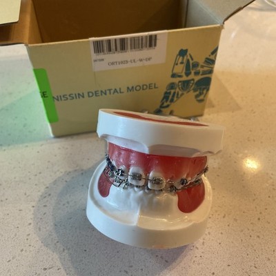 Nissin Dental Model Kilgore Orthodontics ORT1023-UL-W-DP | eBay