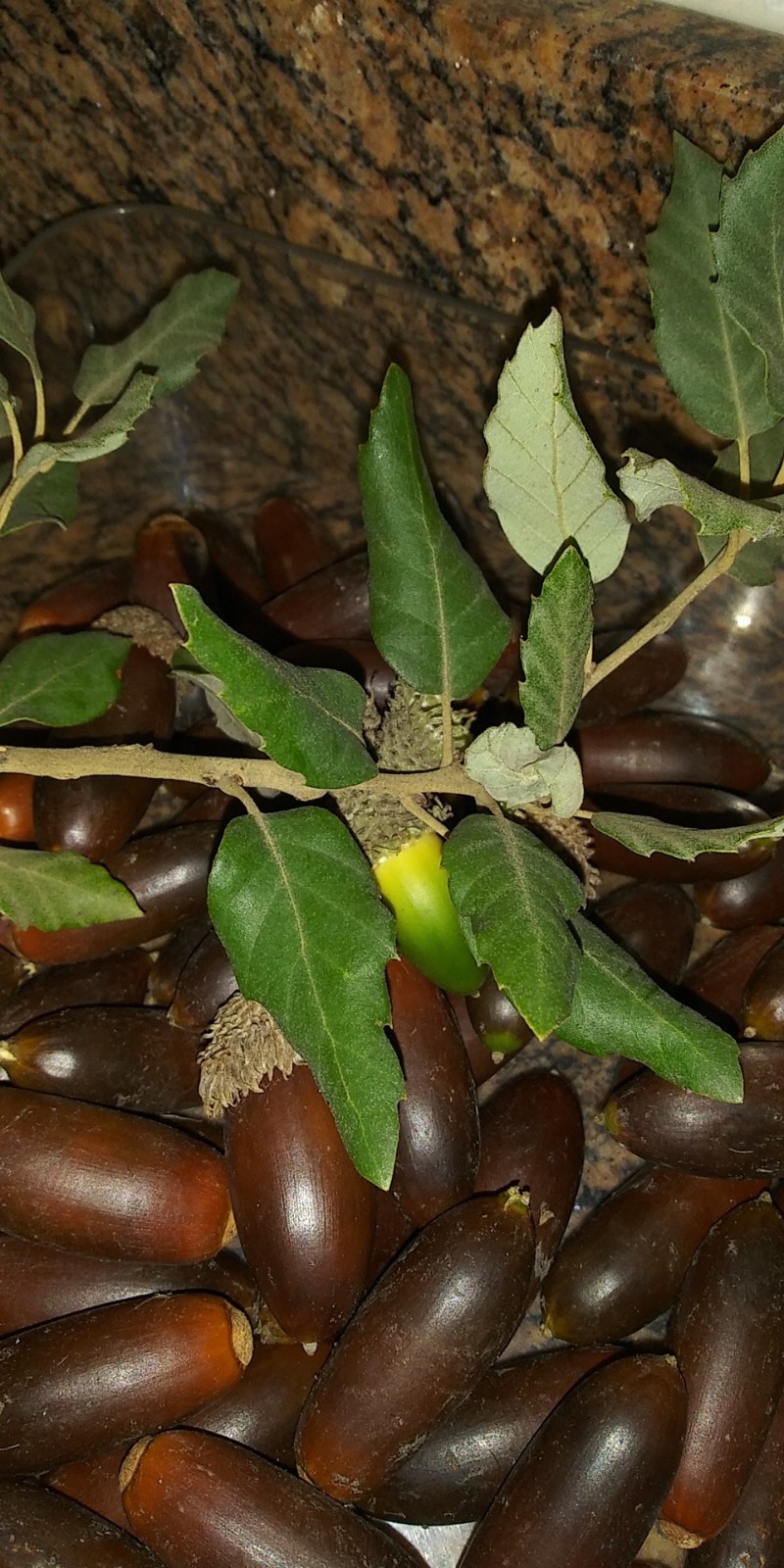 Acorns, Cork Oak, 100ct Fresh, Standard Pick - Fall 2025 - Good for Growing