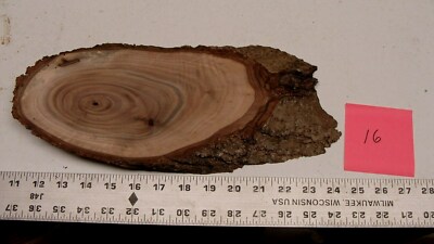   Kiln Dried Black Walnut Wood Slab  #16