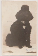 Nurmi the Noble Poodle Timeless Portrait of Grace and Elegance Antique Old Photo