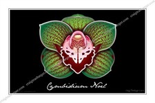 Orchid, Orchidaceae, Cymbidium Noel,flower