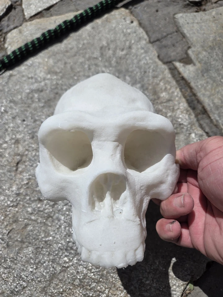 Homo Erectus Skull High Precision Replica  - Image 3 of 4