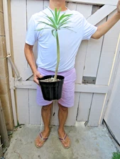 Euphorbia Lambii Succulent