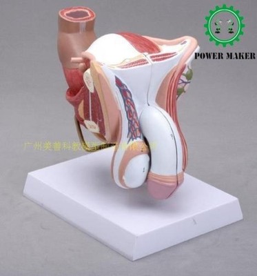 1:1 Life size Human Male Female genital Internal External Reproductive Model