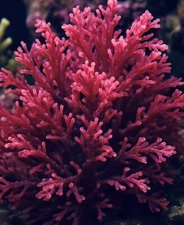 Live Red Tide fire  Macroalgae 3” Frag Reef Tank Refugium