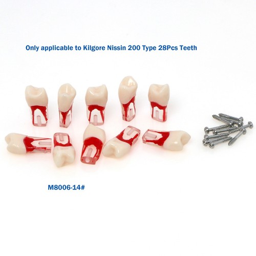 Bloques de estudio de ECA modelo de dientes de práctica de conducto radicular dental para Nissin Kilgore 200 - Imagen 35 de 90