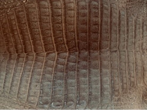 CAIMAN CROCODILE LEATHER BELLY MATTE 