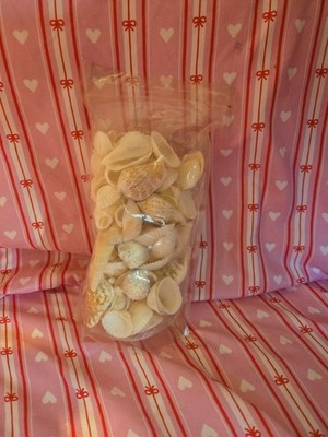 12oz  Basic White Accents Shells   Decorative Use