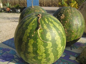 12 Graines Bio De Citre Ou Gingerine A Confiture Extra Ebay details sur 12 graines bio de citre ou gingerine a confiture extra