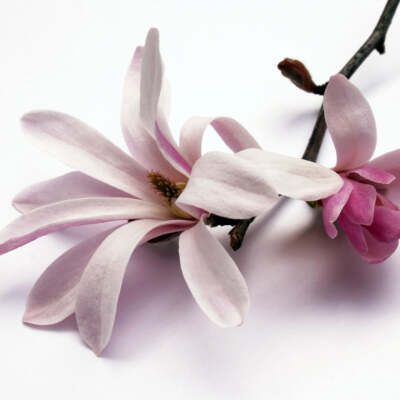 Magnolia Bark Extract 98% (Magnolol)   Antioxidant   Anti-Inflammatory   Anti-Ba