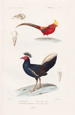 Phasianus ignitus Fasan Goldfasan bird Vogel engraving Stahlstich Cuvier 1817