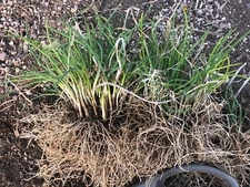 ONION CHIVES, ORGANIC, 60+ BULBS, PURLY 2+Years Old Plants