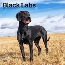 BrownTrout,  Black Lab Retriever 2026 Wall Calendar, 12'' X 12'', 16-Month Calen