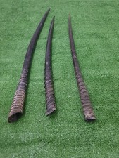 3 X piece Lot South African Oryx Gemsbok Horn Horns Betwen 25" - 31" For Shofar