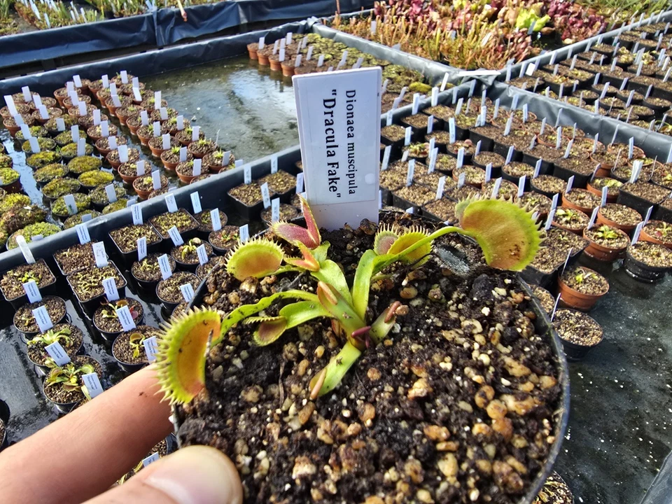 Dionaea muscipula "Dracula Fake", fleischfressende Pflanzen, Venusfliegenfalle - Bild 1 von 1