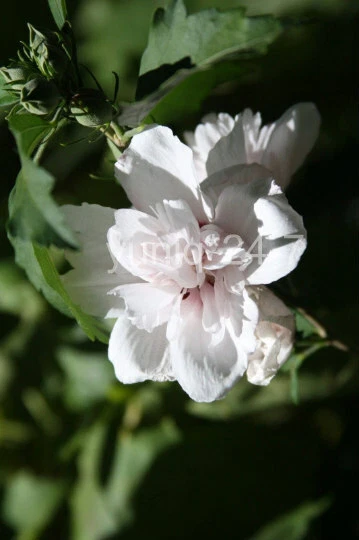 (5) Rose-of-Sharon ~Blushing Bride~ Pink Stem Branches/Cuttings Bush/Shrub/Tree - Image 4 of 4