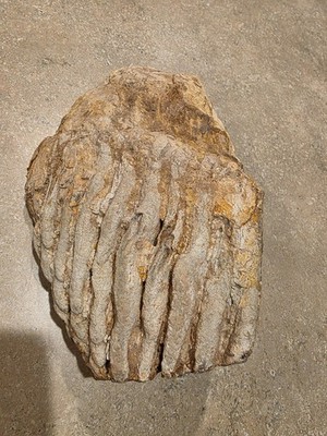 Genuine Woolly Mammoth Tooth Molar Fossil