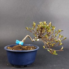 Bonsai - Jap. Satsuki Azalee, Koun, Shohin