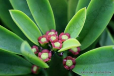 RARE EUPHORBIA NERIIFOLIA cactus exotic succulent cacti flowering seed 5 SEEDS