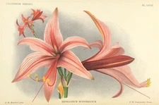 Botanical Hippeastrum Muesserianum Jean J. Linden Antique Print Original 1885