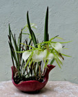 Brassavola nodosa, Live Lady of the night Fragrant Orchid, Neat Tropical plant