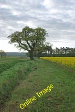 Photo 6x4 Oak Pollards Syston/SK9240 A field boundary marked by a ditch  c2012