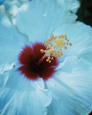 🌺🌺 MADAGASCAR HIBISCUS MOSCHEUTOS Hibiscus Starter Seeds Rose Of Sharon HS6817