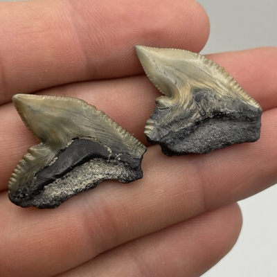 #ad #ad Tiger Shark Teeth Set Of 2 Real Shark Teeth Fossils Florida $21.58