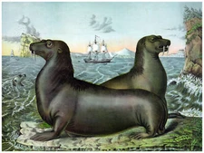 Decor Wild Life Poster. Fine Graphic Art. Sea-lions. Home Wall Design. 1202