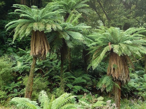 Golden Tree Fern (Dicksonia Fibrosa) 500 Spores - Picture 2 of 3