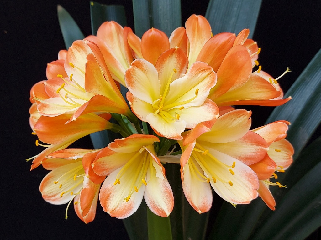 Graines de Clivia N°70 Tango F1 X Chiffon pour jardin d'ombre