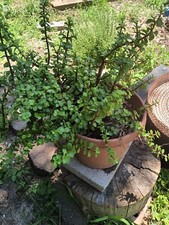 10 x cuttings / Golden Jade Succulents/ Portulacaria afra 'aurea' Succulent