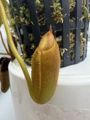 Nepenthes Villosa Tambuyukon XL Specimen | eBay