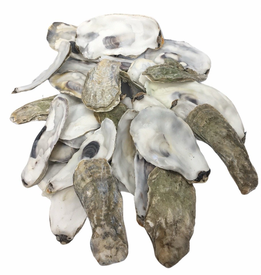 Natural Oyster Shells - 20 Pieces, 3.75-5 Inches Each - Craft & Home Decor Seashells - View #11