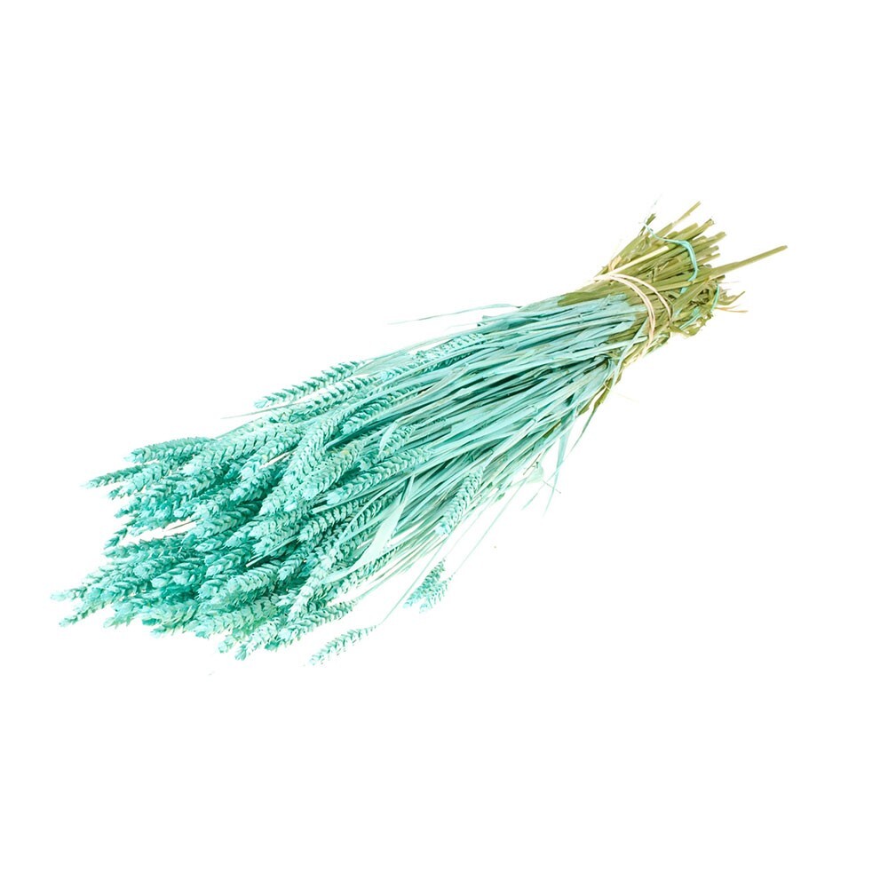 Dried Bunch Pastel Tarwe Wheat 60cm/24 Inches Aqua Blue