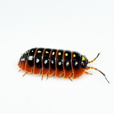 Isopod Factory 15 Armadillidium Klugii Montenegro Isopods Bioactive Clean Up