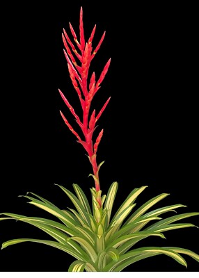 Bromelia - Vriesea Volcano  8  pot - Live plant
