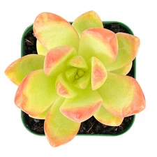 Live Sedum ‘Golden Glow’ succulent Plant Rooted in 2'' Planter For indoor decor