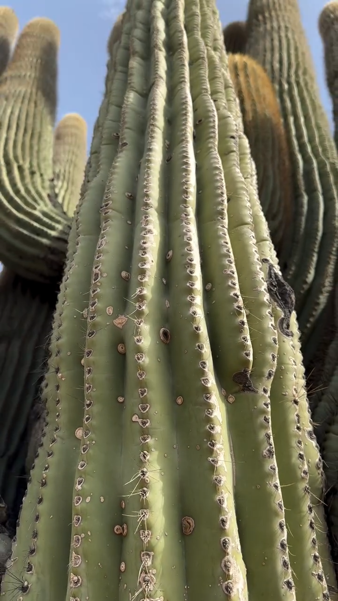 10 SAGUARO GIANT CACTUS SEEDS (Carnegiea gigantea) 