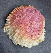 Spondylus varius ... 117.3mm ... Beautiful ... varians