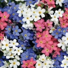 Forget Me Nots MIXED COLORS Perennial Early Blooms Pollinators Non-GMO 500 Seeds