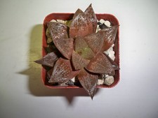 #760 - Haworthia Hybrid 