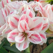 Amaryllis dutch double 'Aquaro' 32/34 cm Jumbo bulbs shipping Oct. 2026